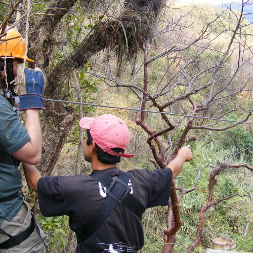 🌲 Canopy Adventure: Zip Lines & The CableBike