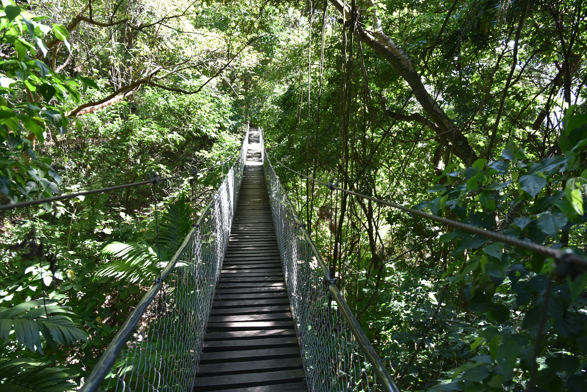 π² Canopy Adventure: Zip Lines & The CableBike - Image 2